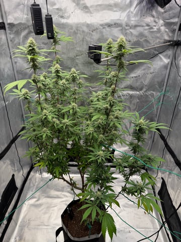  Apple fritter  Clones round two — flower, day 198