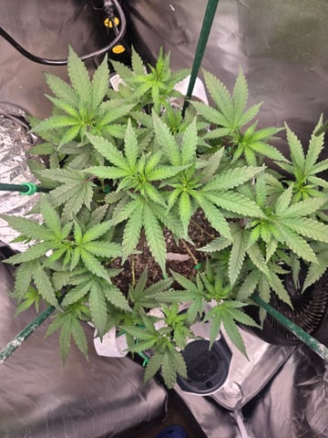 Looking for advice! — flower, day 48