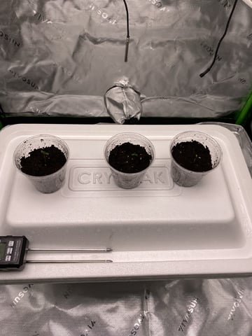 Ice Cream Cake  — germination, day 3