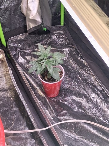 S&D  First Grow — vegetative, day 22