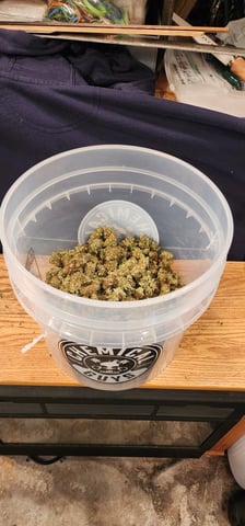 Critical Purple Autoflower — done, day 167