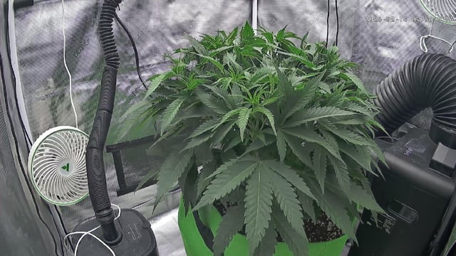 FastBuds Photo-Lemon Mandarin  — vegetative, day 68