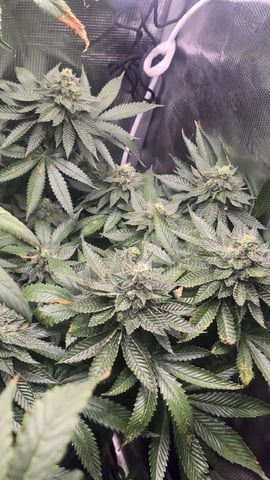 Purple Nasty By Ethos Seeds — flower, day 102