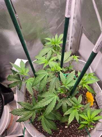 Looking for advice! — vegetative, day 34