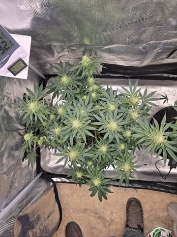  1 Blue Zushi x Venom & 1 Jack Here x Strawberry Cookies OG — flower, day 68