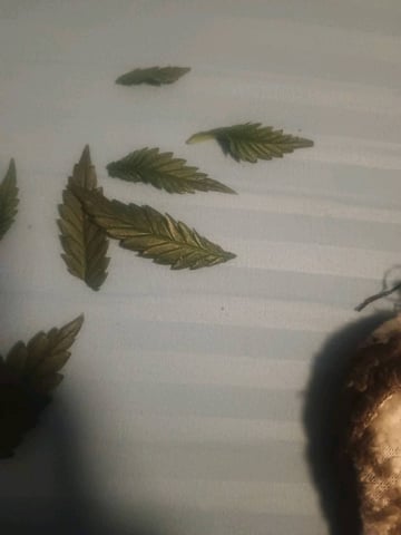 lil Slurry, first grow — vegetative, day 19