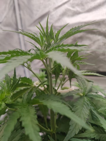 Fast Buds Gorilla Z auto — flower, day 33