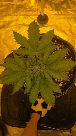 Chemdawg — grow_setup, day 1