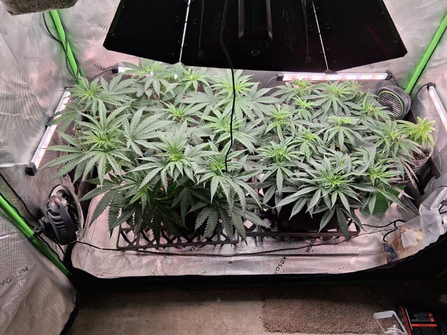 fruity pebbles, cap junky — flower, day 64