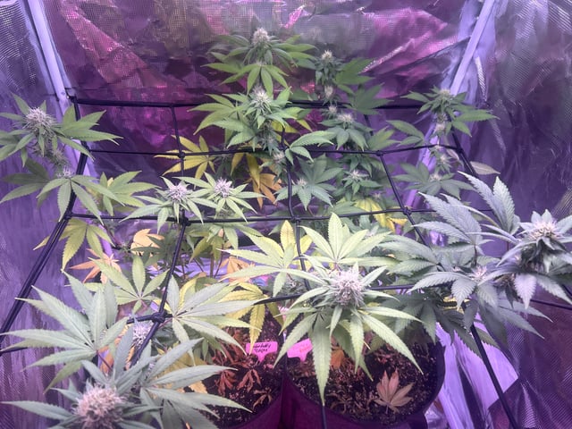 2nd grow — flower, day 115