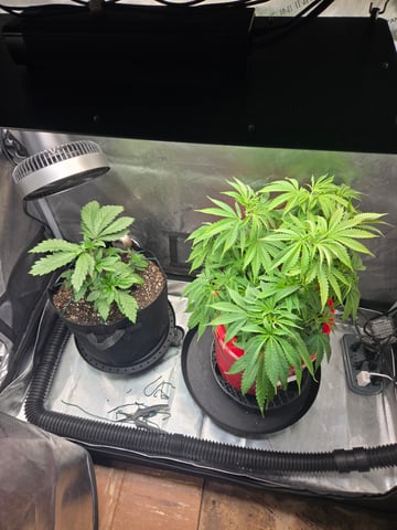 First Grow — vegetative, day 5