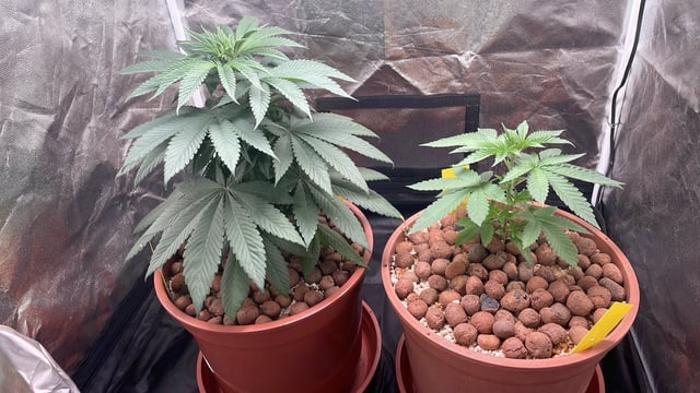 Tangie — vegetative, day 10