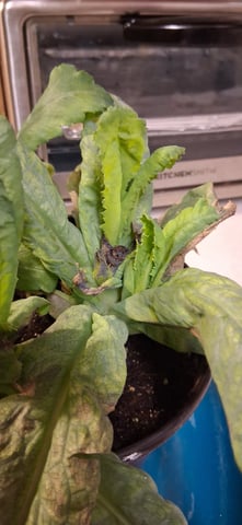 blueberry funk — flower, day 91