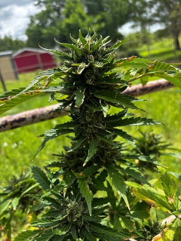 Autoflowers — flower, day 64