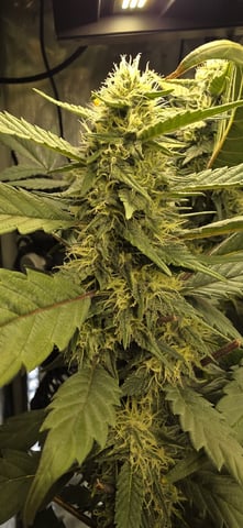 Ace Killer OG — flower, day 82