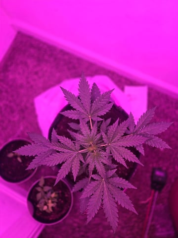 First Grow — flower, day 26