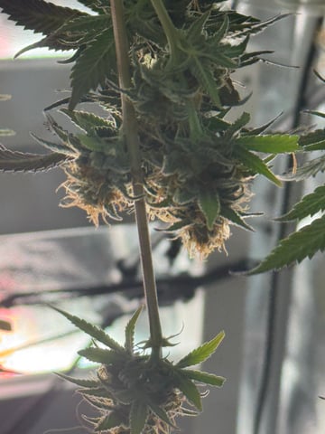 first indoor — harvest, day 127