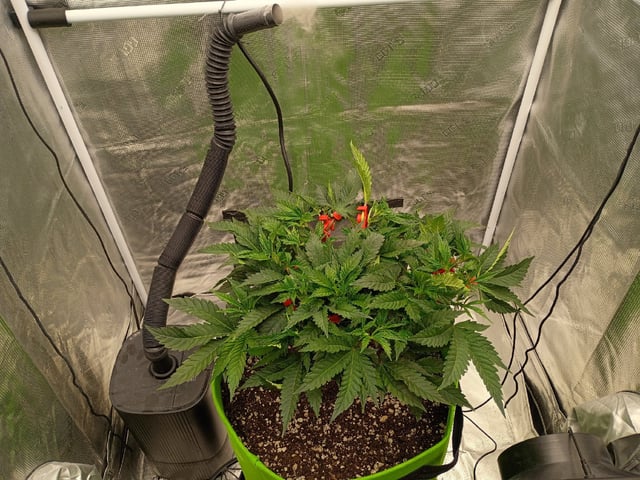 FastBuds Photo-Lemon Mandarin  — vegetative, day 58