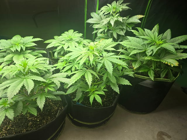 2nd Autoflower Indoor Grow — vegetative, day 27