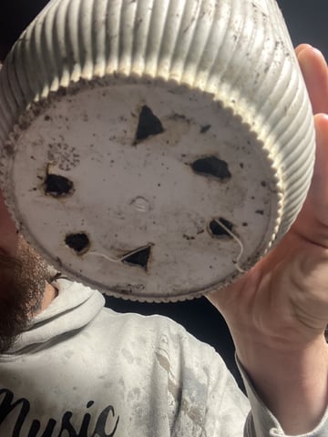 AK Clone — vegetative, day 31