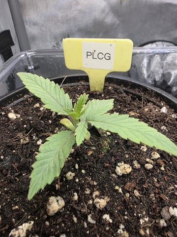 Granny Candy and PLCG — grow_setup, day 16