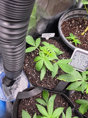 Pineapple Express  — auto, day 6