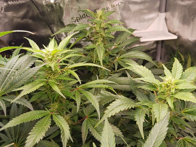 9lbhammer feminized  — flower, day 65