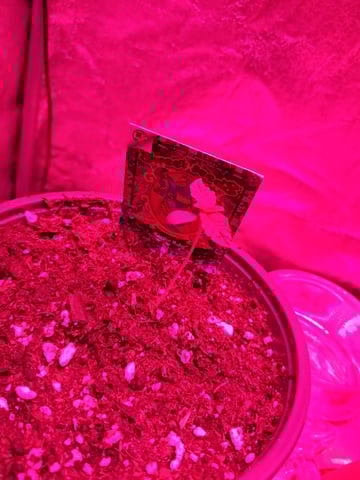 II — seedling_rooting, day 1