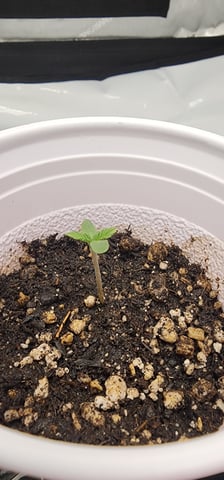 1st grow Dr. Nefario — seedling_rooting, day 8