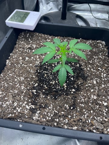 tropicana cookie purple  — vegetative, day 13