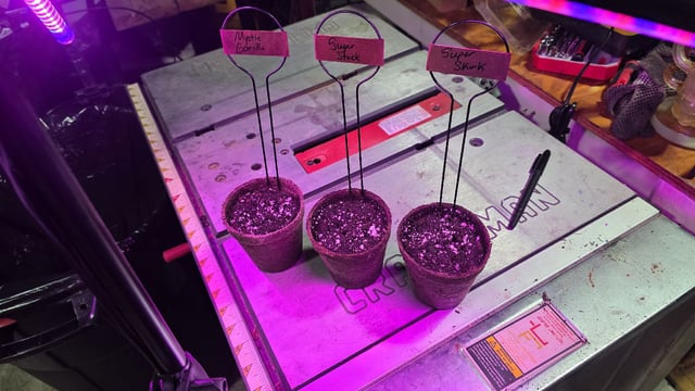 3 Strains