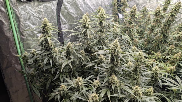 Strawberry Cheesecake Seedsman Seeds Autoflowers x2 — flower, day 76