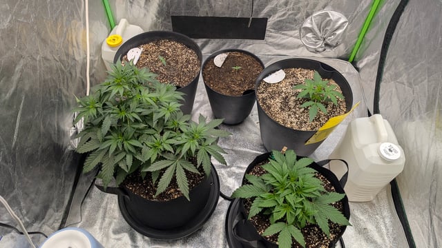 Mixed Grow — grow_setup, day 30