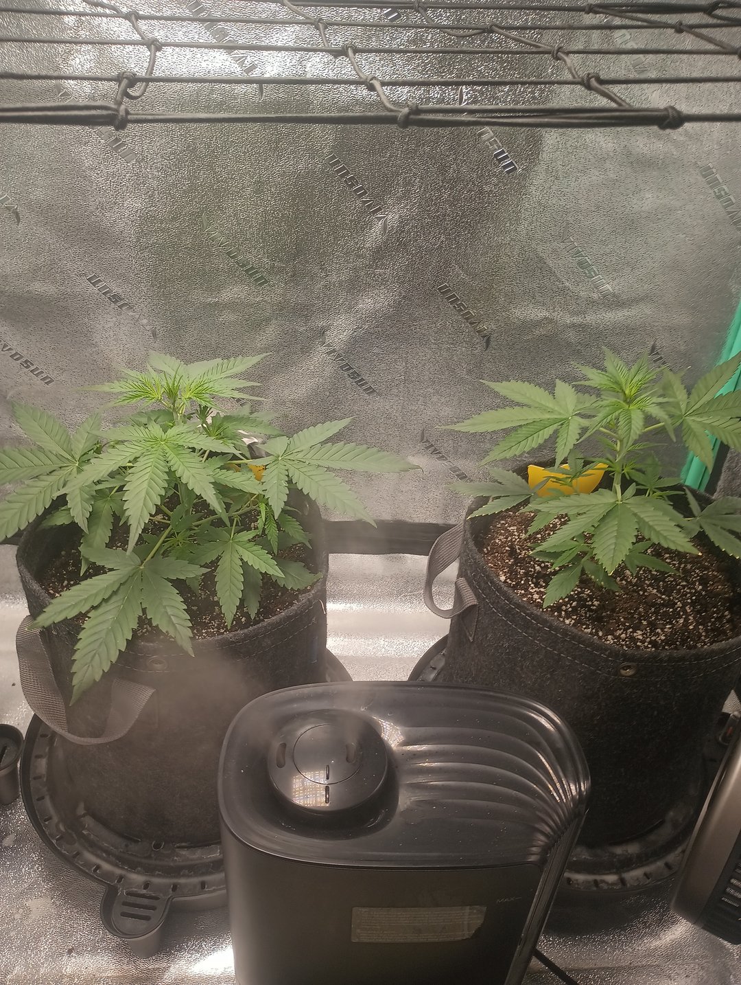 Auto Flower Wedding Glue