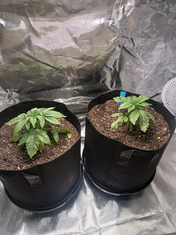 4th Grow — vegetative, day 1