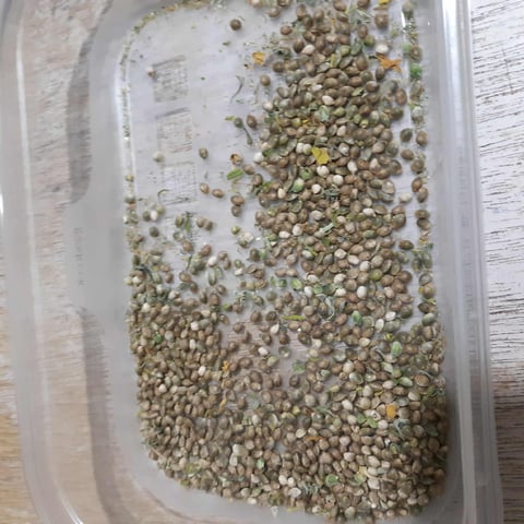 Moving On — vegetative, day 7