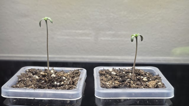 Strawberry Sugar  — germination, day 4