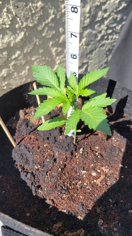 Next attempt  — vegetative, day 3