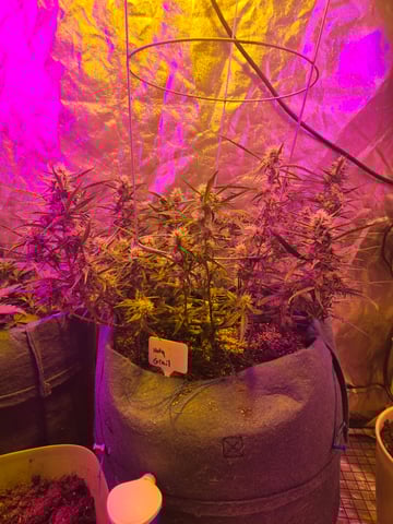 high octane x holy grail  — auto, day 54