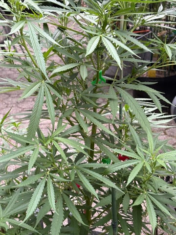 watermelon Martin 1of2 — flower, day 64