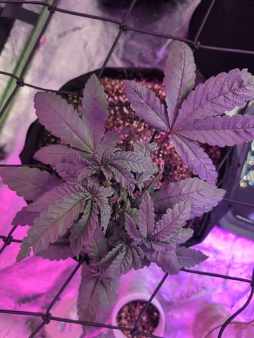 2025-26 — vegetative, day 24