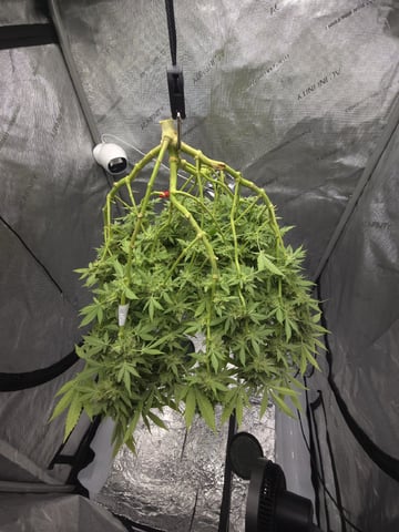 Dirty Bird - Thousand Island Fem & Platinum Kush Breath Remix x Grape Cakehead Fem Photo  — harvest, day 121