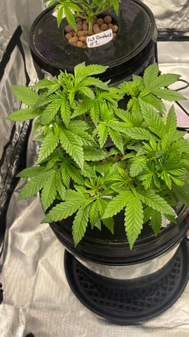 1st Ever Grow (Fat Bastard)(RDWC)  — vegetative, day 53