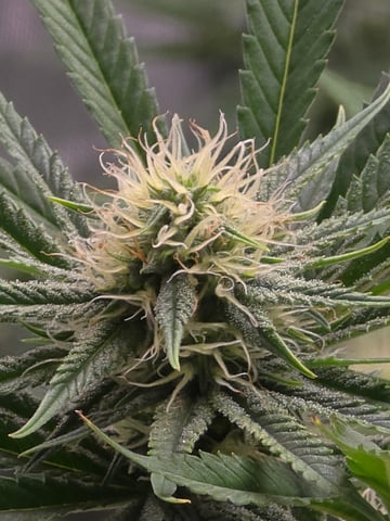 Purple Haze  — flower, day 82