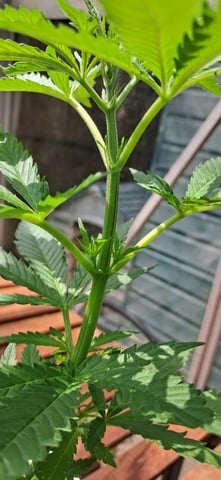 1st grow (green house)(natural) — vegetative, day 4