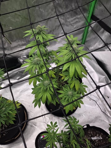 Summer 2026 Grow — flower, day 33