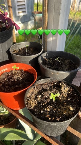Apple fritter bag seed — seedling_rooting, day 1