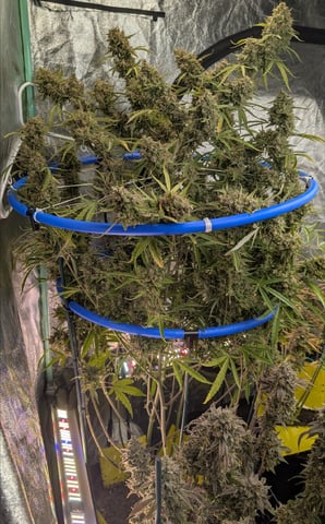 Mixed Grow — flower, day 128
