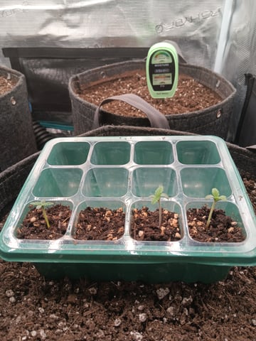 HP CC — seedling_rooting, day 6