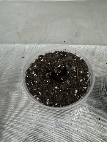 PBB and SN — seedling_rooting, day 9